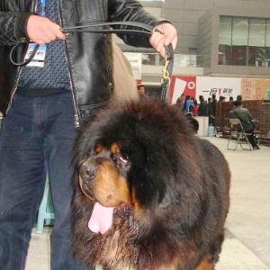 Кожаный поводок перестежка для тибетского мастифа «Universal»